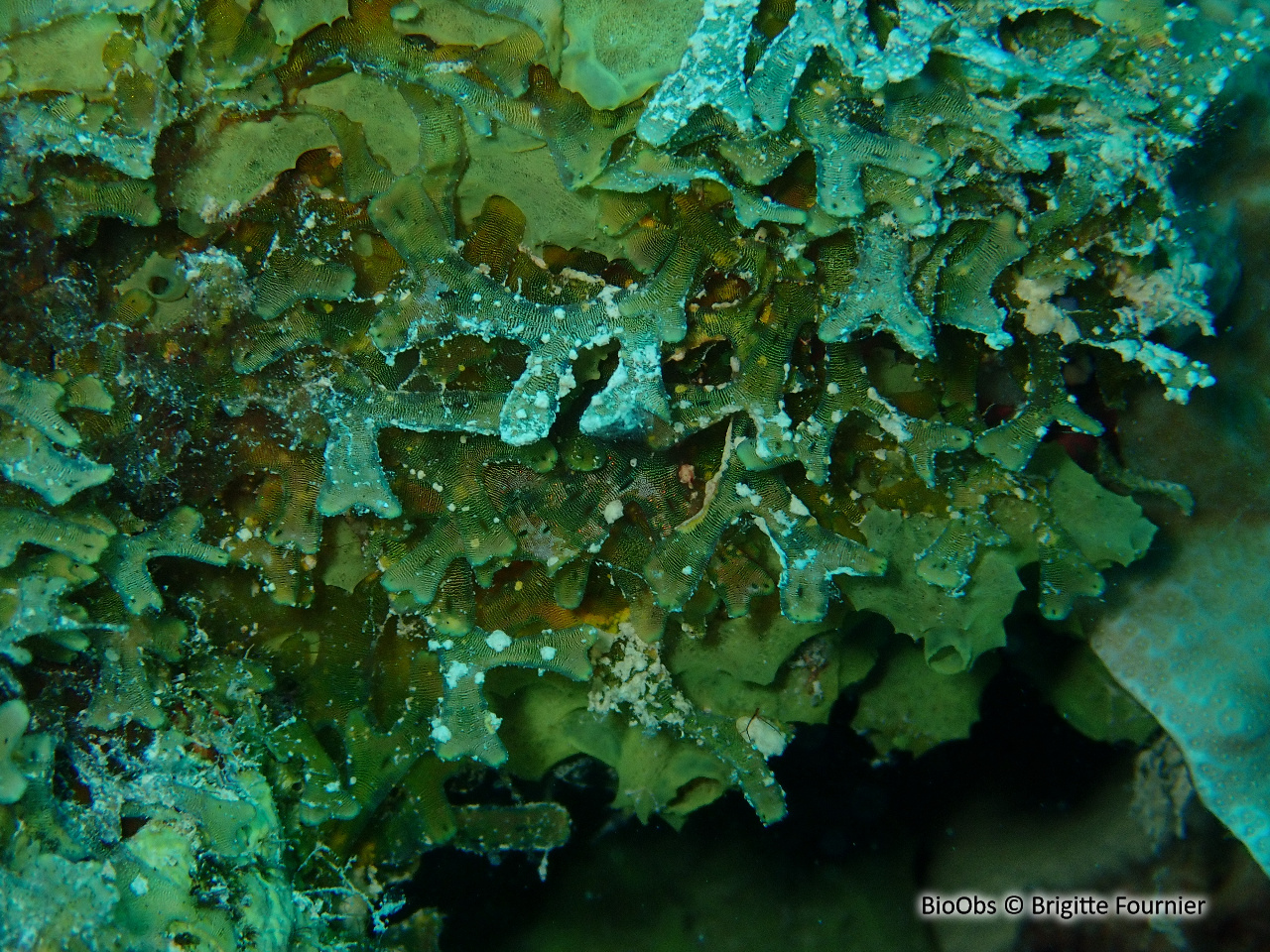 Dictyote (genre) - Dictyota - Brigitte Fournier - BioObs