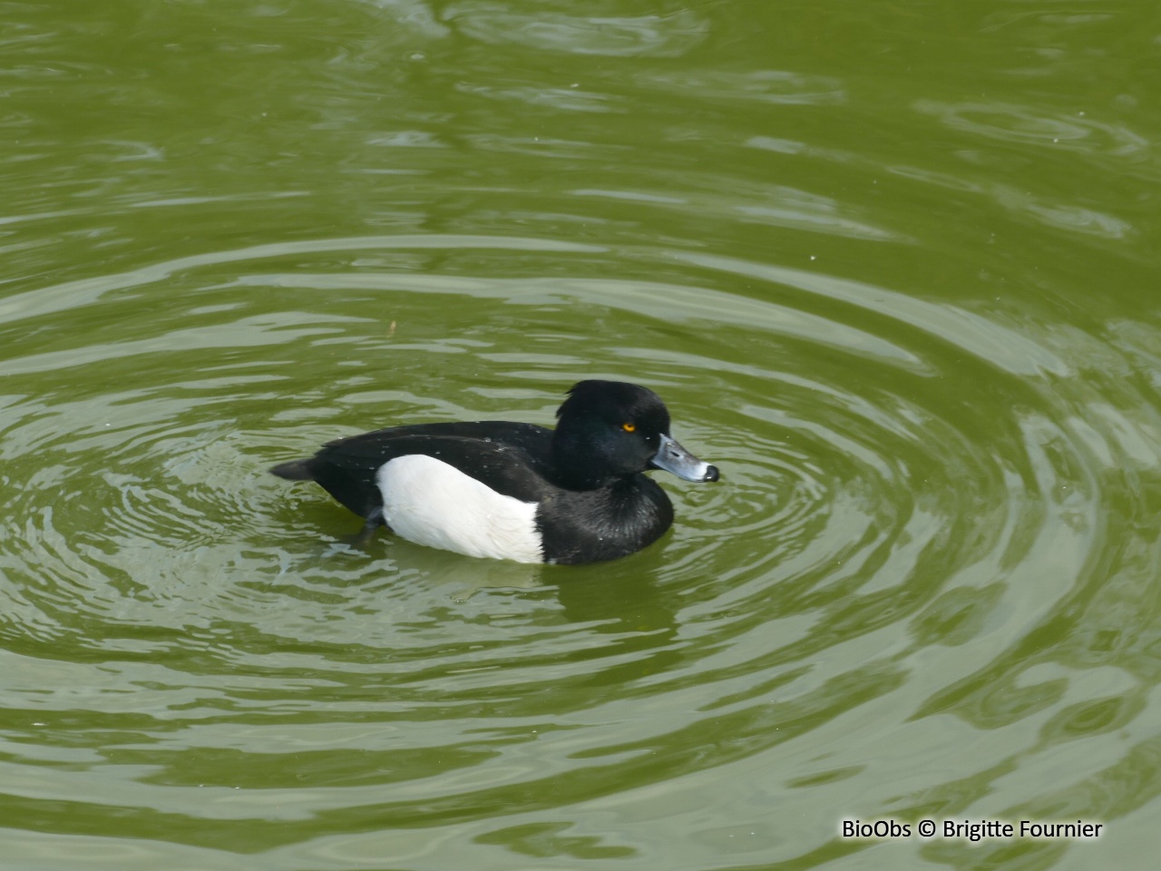 Fuligule morillon - Aythya fuligula - Brigitte Fournier - BioObs