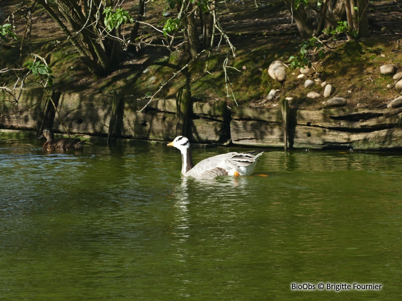 Oie à tête barrée - Anser indicus - Brigitte Fournier - BioObs
