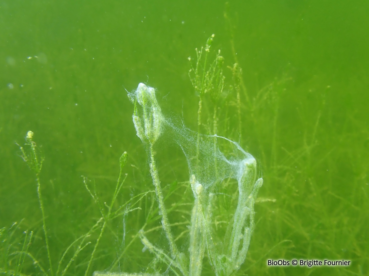 Vorticellidés (genre) - Vorticellidae - Brigitte Fournier - BioObs