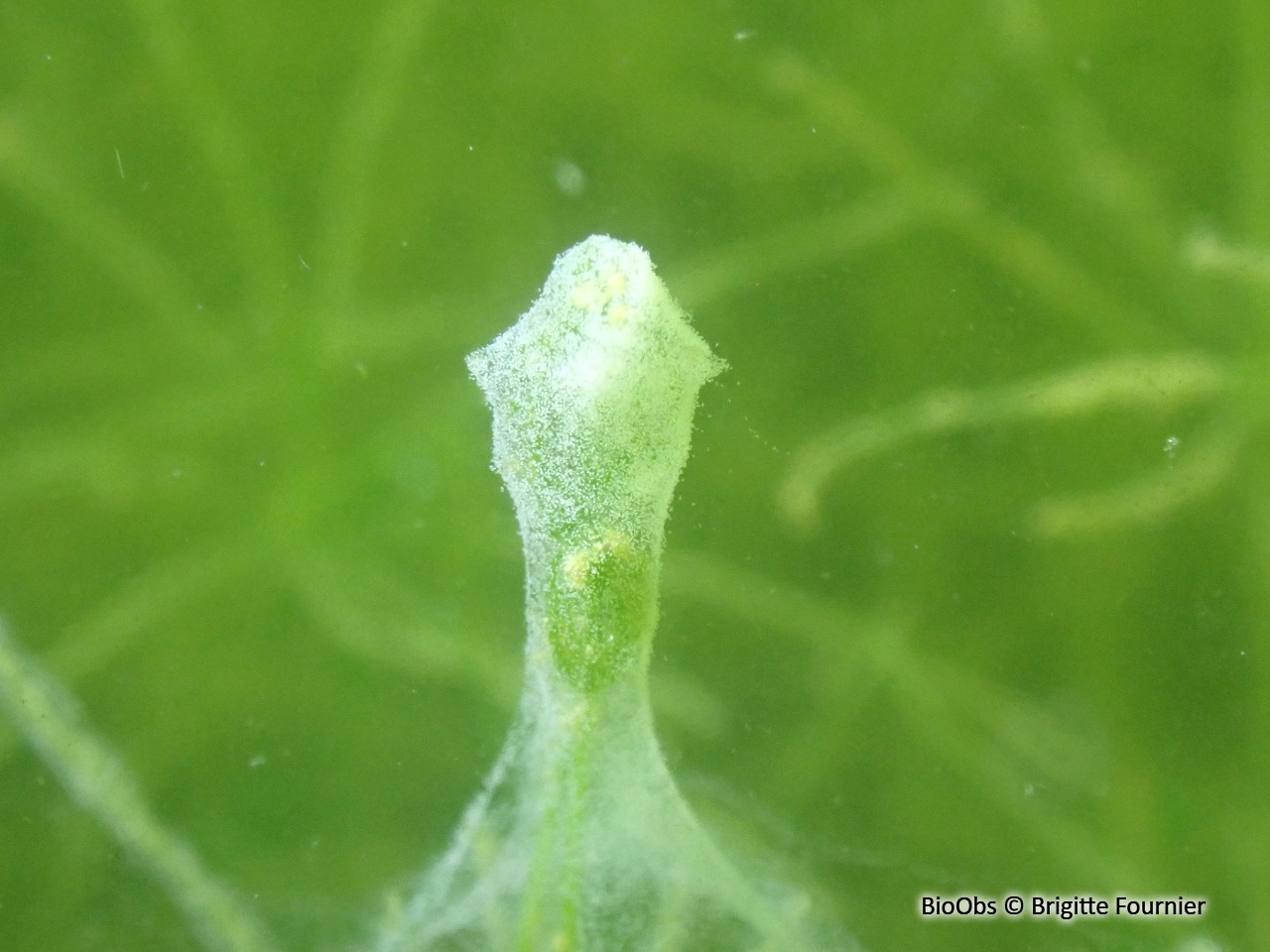 Vorticellidés (genre) - Vorticellidae - Brigitte Fournier - BioObs