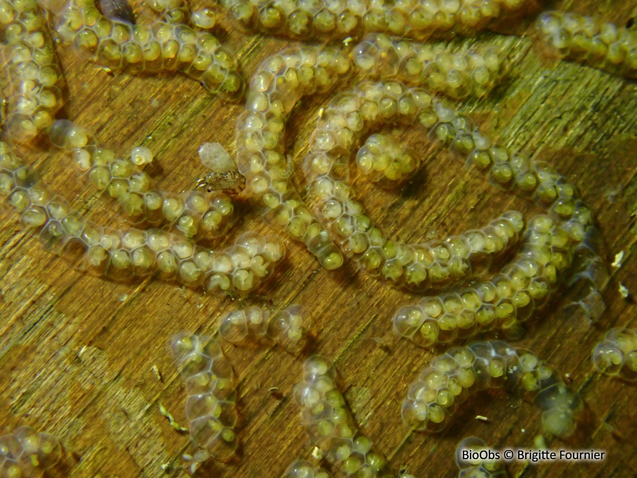 Bithynie commune ponte - Bithynia - Brigitte Fournier - BioObs