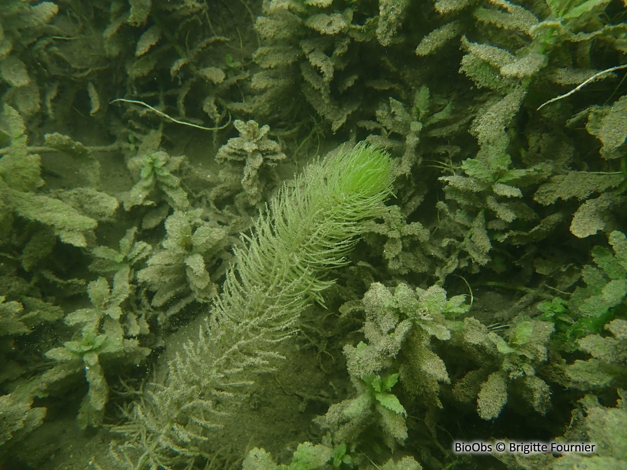 Pesse - Hippuris vulgaris - Brigitte Fournier - BioObs