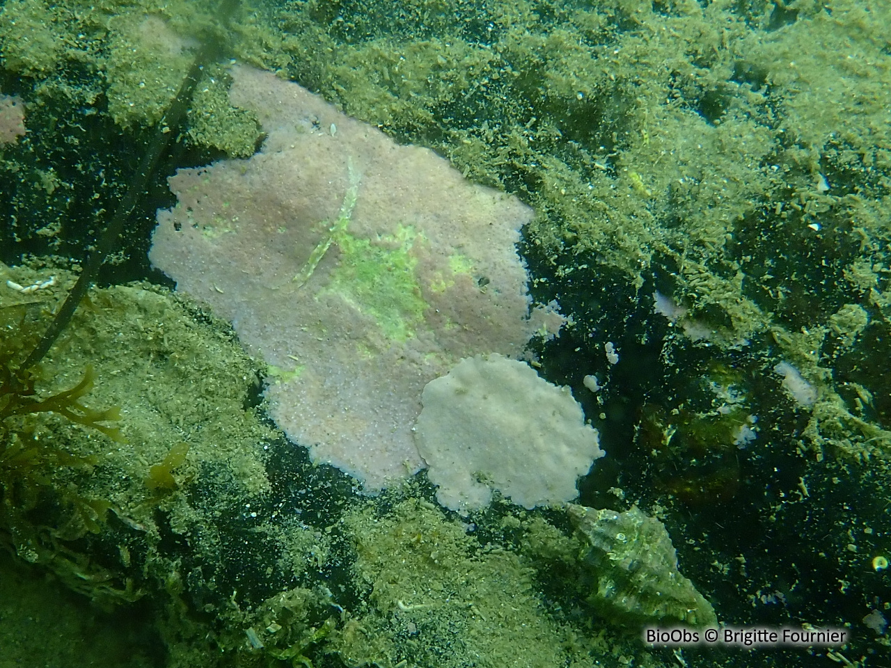 Algue encroûtante rouge de Lenormand - Phymatolithon lenormandii - Brigitte Fournier - BioObs