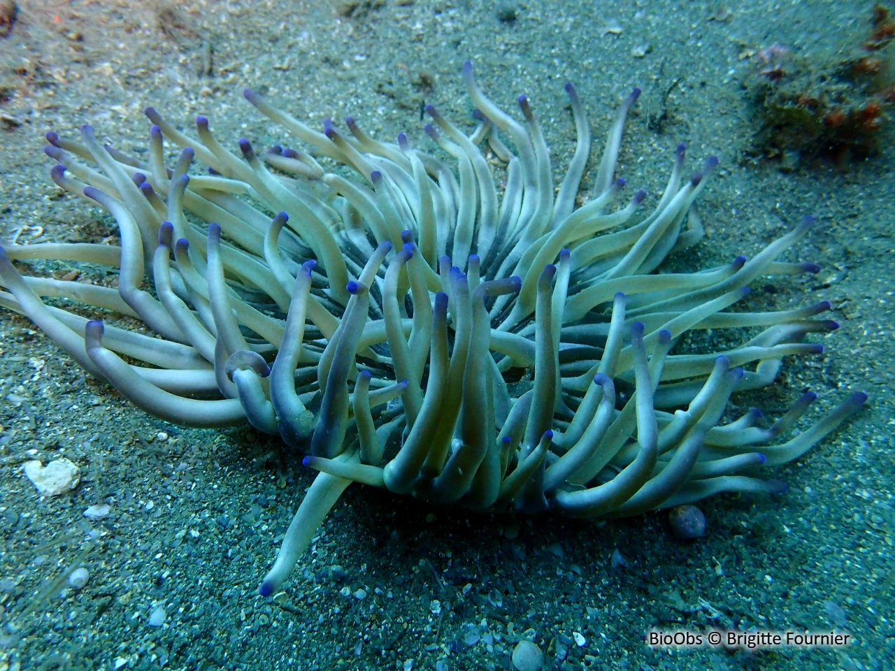 Anémone soleil - Condylactis aurantiaca - Brigitte Fournier - BioObs