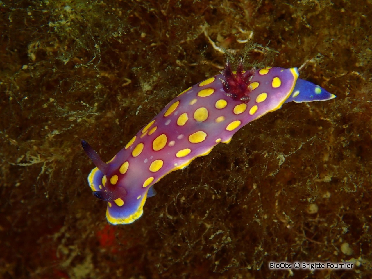 Doris tachetée mauve - Felimida luteorosea - Brigitte Fournier - BioObs
