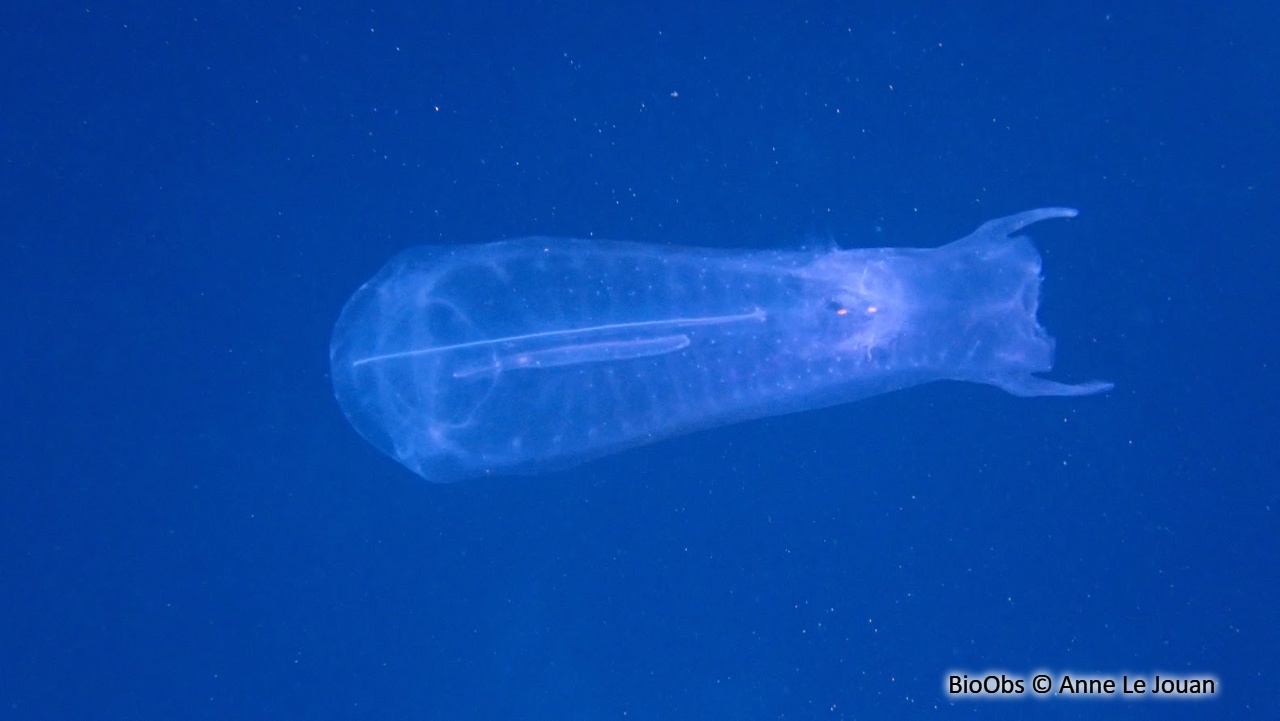 Salpe Thétys - Thetys vagina - Anne Le Jouan - BioObs