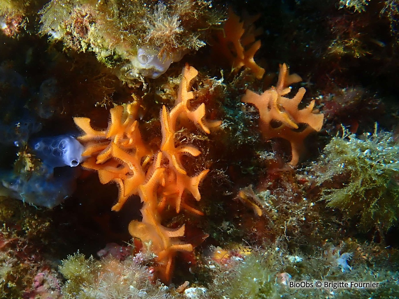 Rose de mer Méditerranéenne - Pentapora fascialis - Brigitte Fournier - BioObs