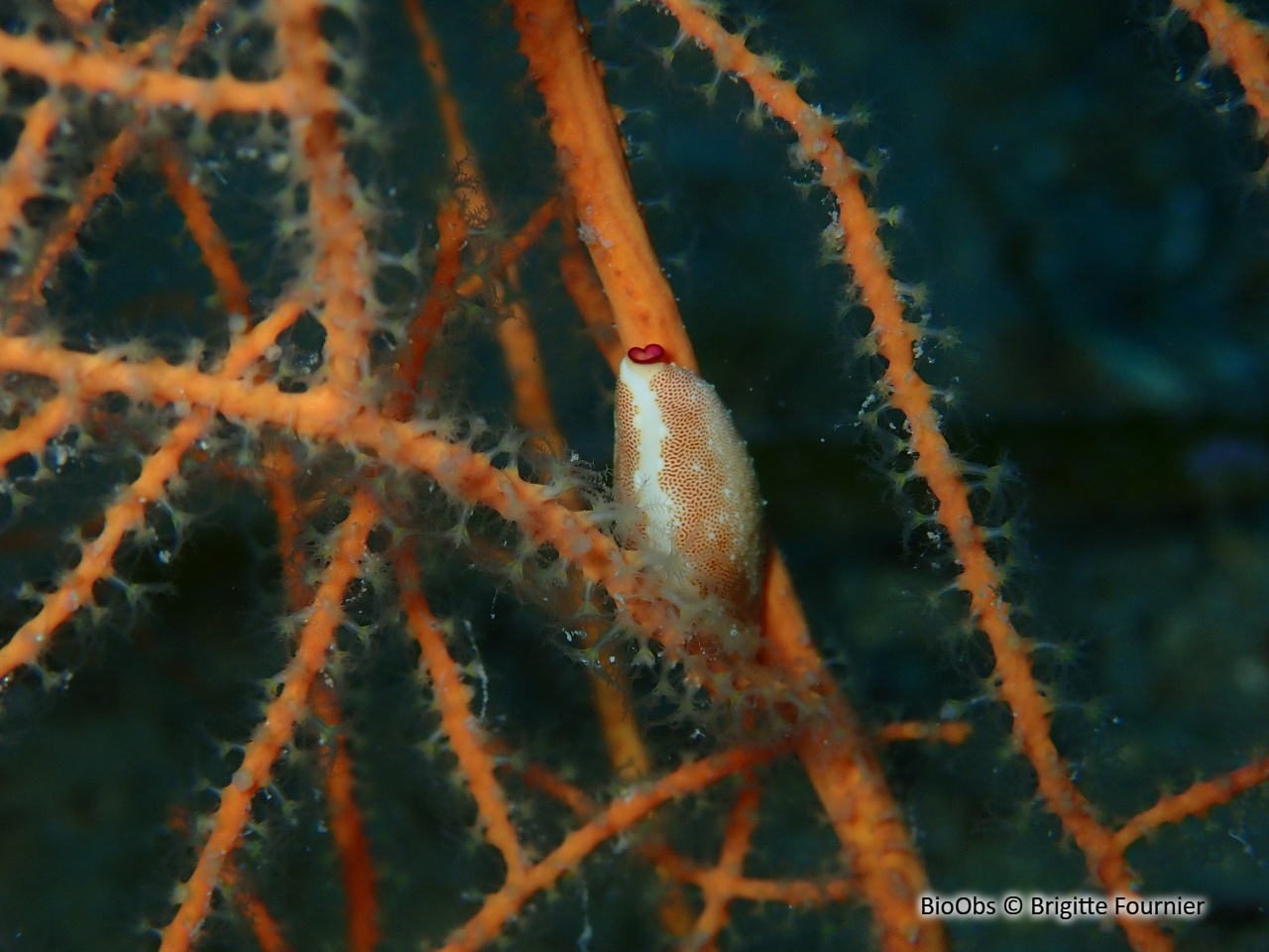 Simnie blanche - Simnia spelta - Brigitte Fournier - BioObs
