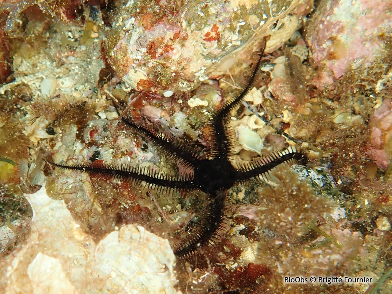 Ophiure noire - Ophiocomina nigra - Brigitte Fournier - BioObs