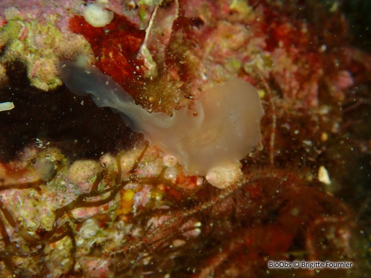 Notoplana vitreux - Notoplana vitrea - Brigitte Fournier - BioObs