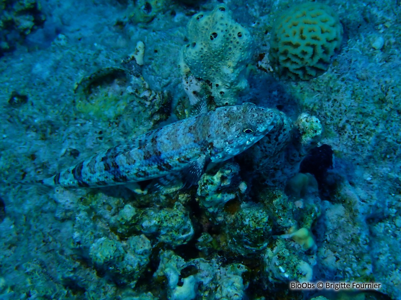 Anoli grêle - Saurida gracilis - Brigitte Fournier - BioObs