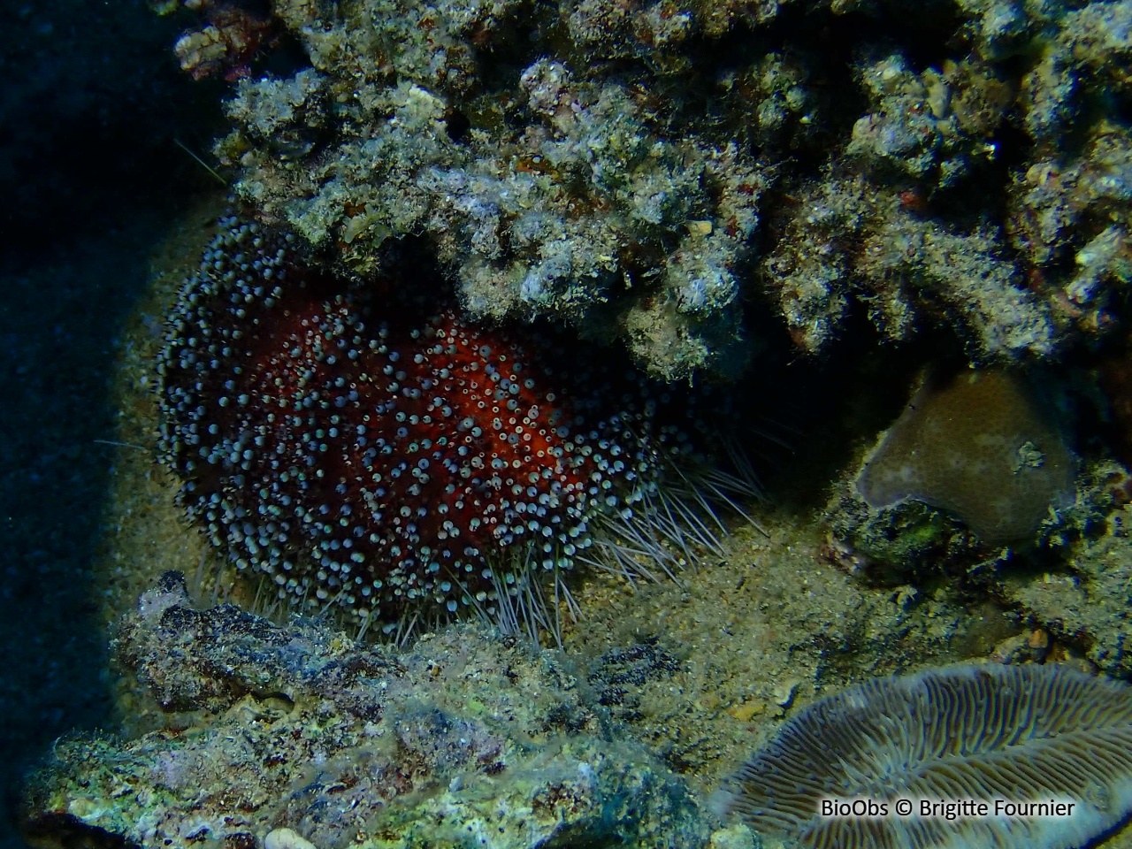Oursin-cuir de mer Rouge - Asthenosoma marisrubri - Brigitte Fournier - BioObs