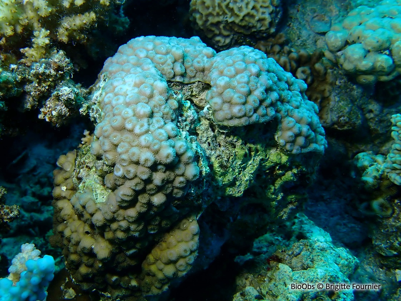 Astreopora (genre) - Astreopora - Brigitte Fournier - BioObs