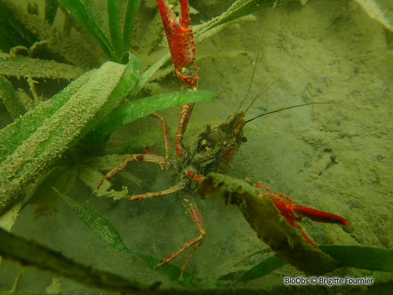 Ecrevisse rouge de Louisiane - Procambarus clarkii - Brigitte Fournier - BioObs