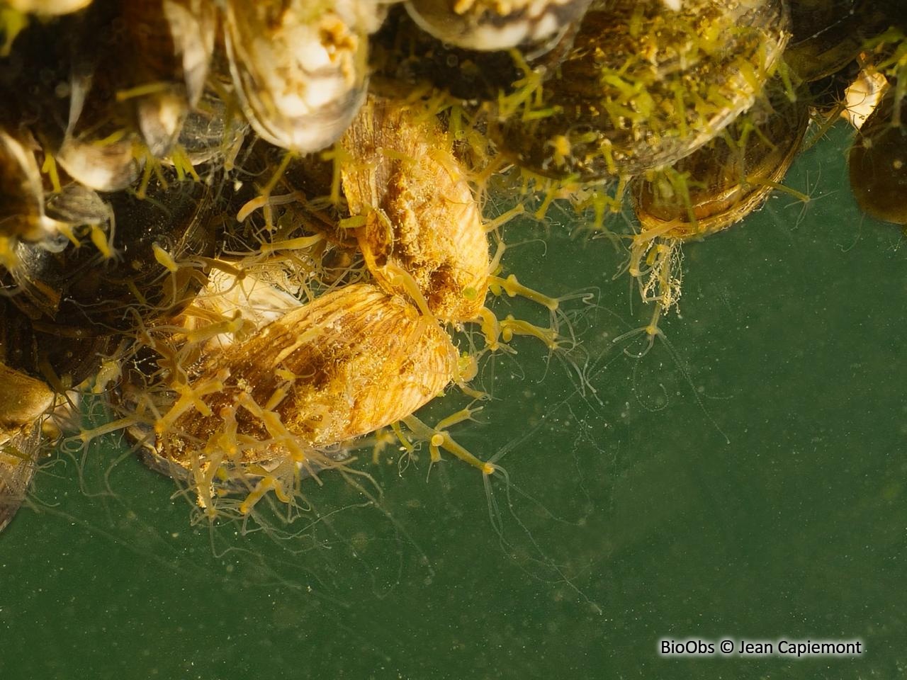 Hydre d'eau douce - Hydra sp. - Jean Capiemont - BioObs