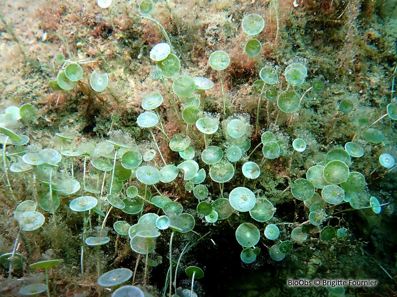 Acétabulaire - Acetabularia acetabulum - Brigitte Fournier - BioObs