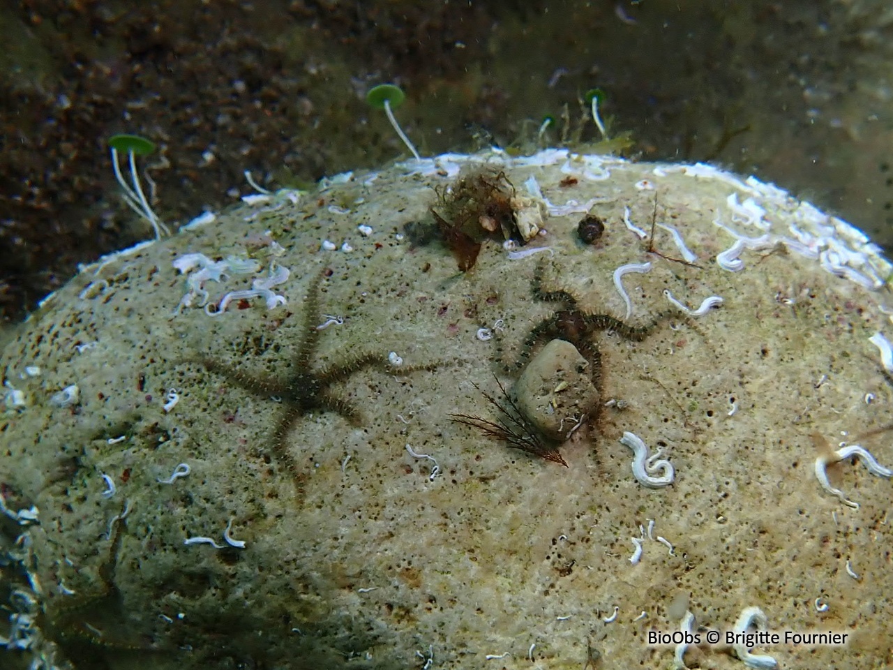 Ophiure araignée - Ophiopsila aranea - Brigitte Fournier - BioObs