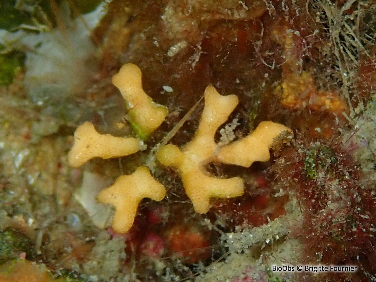 Frondipore verruqueux - Frondipora verrucosa - Brigitte Fournier - BioObs