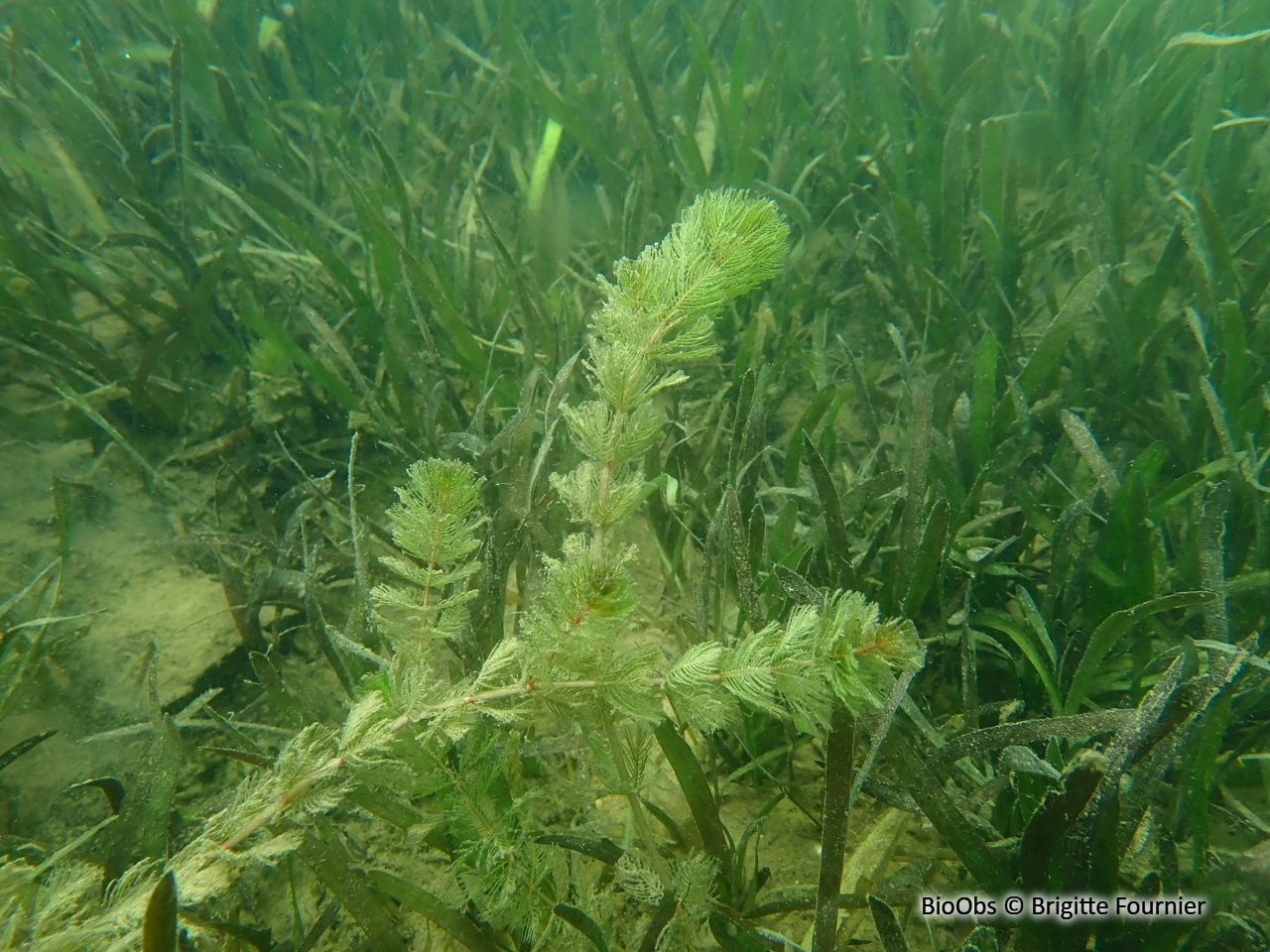Myriophylle - Myriophyllum sp. - Brigitte Fournier - BioObs