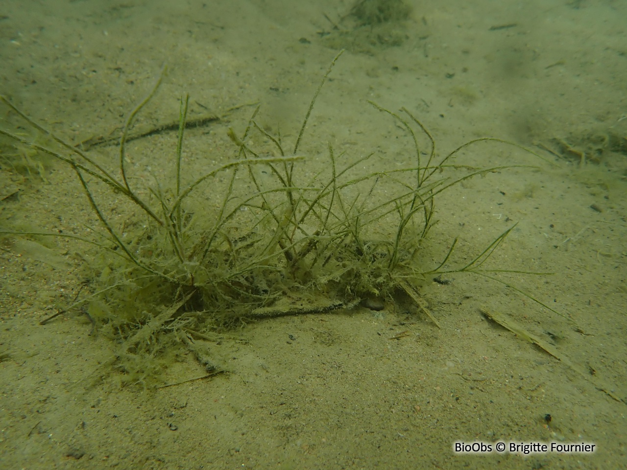 Potamot pectiné - Stuckenia pectinata - Brigitte Fournier - BioObs