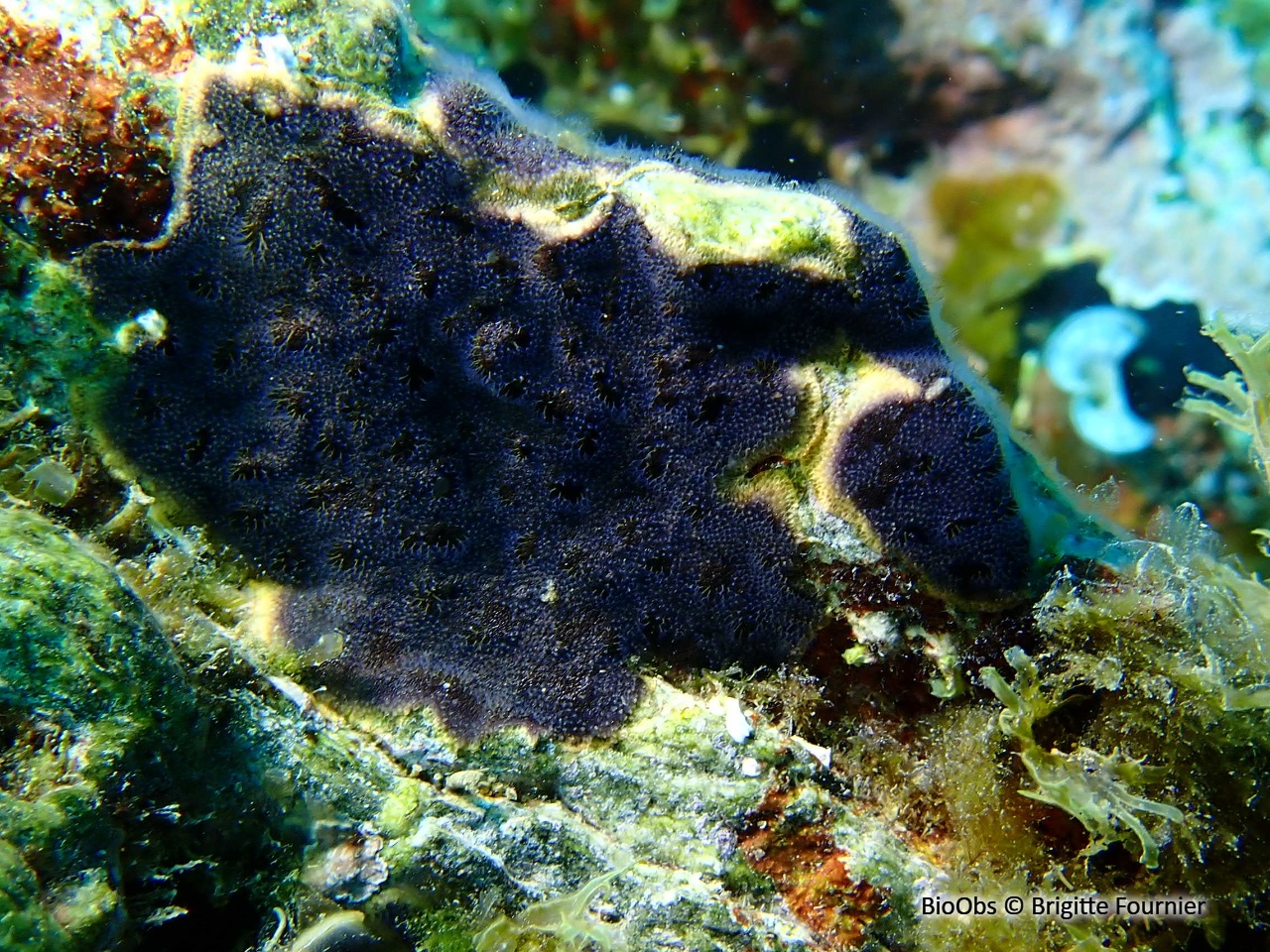 Bryozoaire encroûtant noir - Reptadeonella violacea - Brigitte Fournier - BioObs