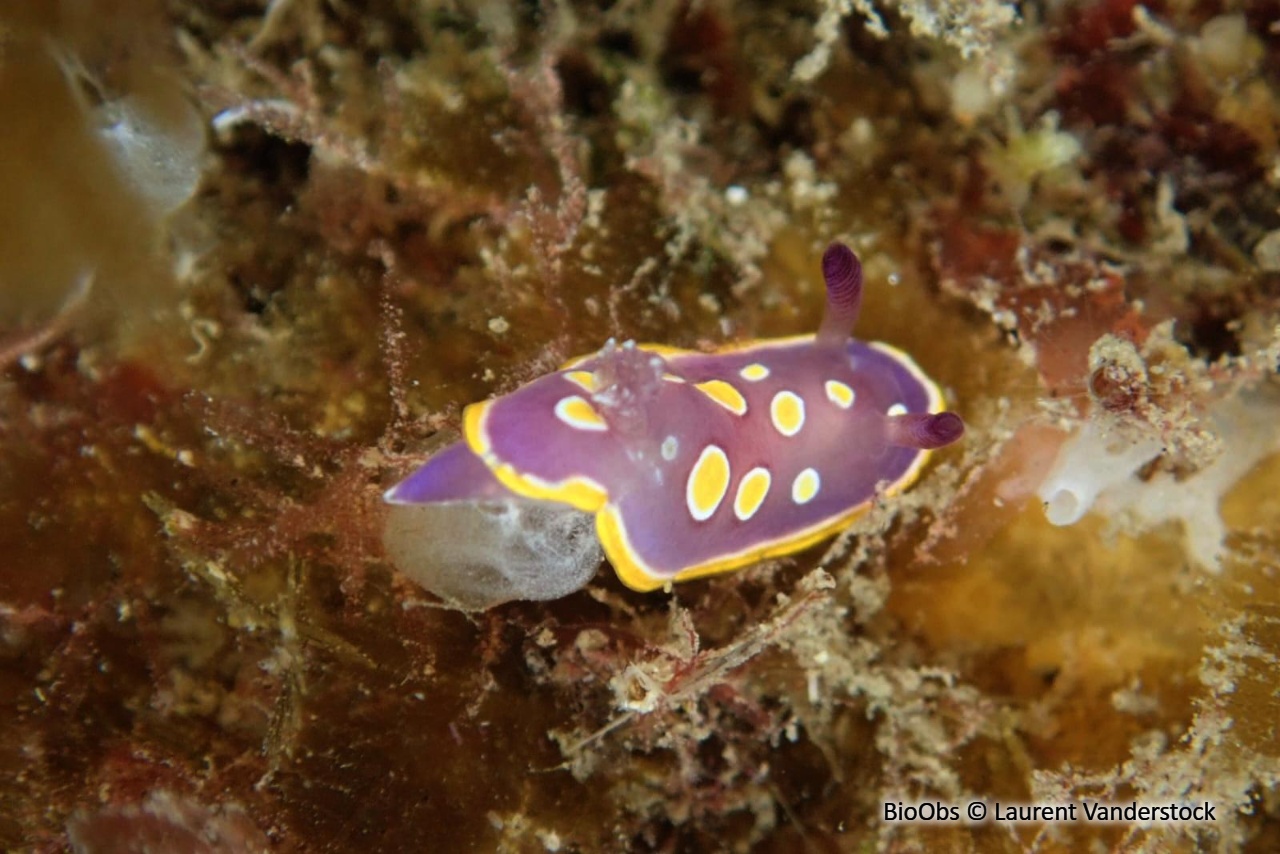 Doris tachetée mauve - Felimida luteorosea - Laurent Vanderstock - BioObs