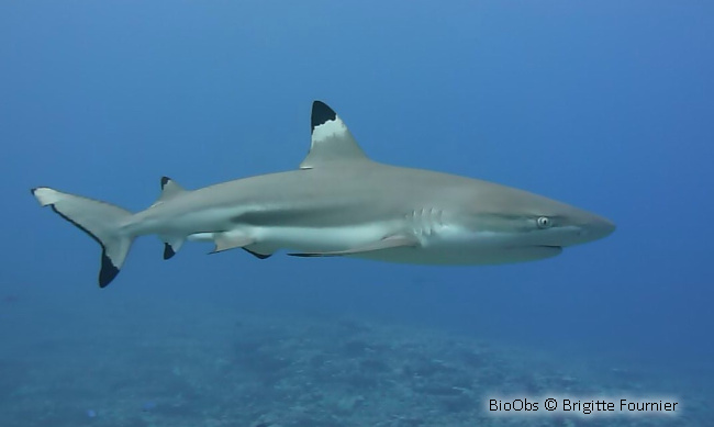Requin à pointes noires - Carcharhinus melanopterus - Brigitte Fournier - BioObs