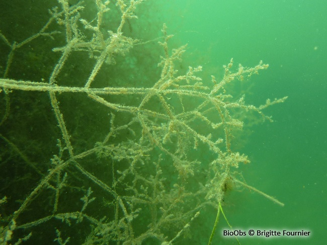 Bryozoaire spaghetti - Amathia verticillata - Brigitte Fournier - BioObs
