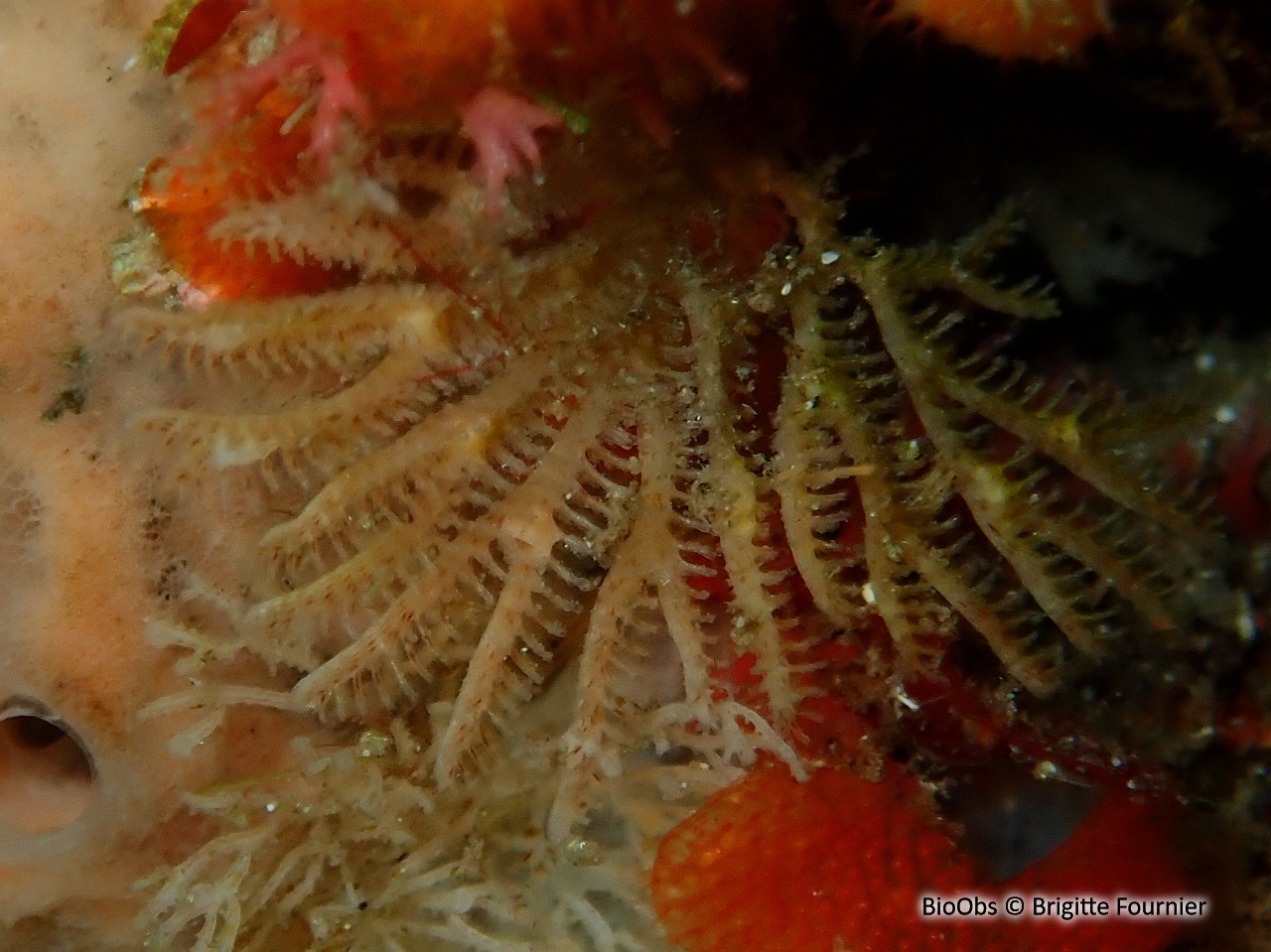 Bryozoaire palmier - Exidmonea atlantica - Brigitte Fournier - BioObs