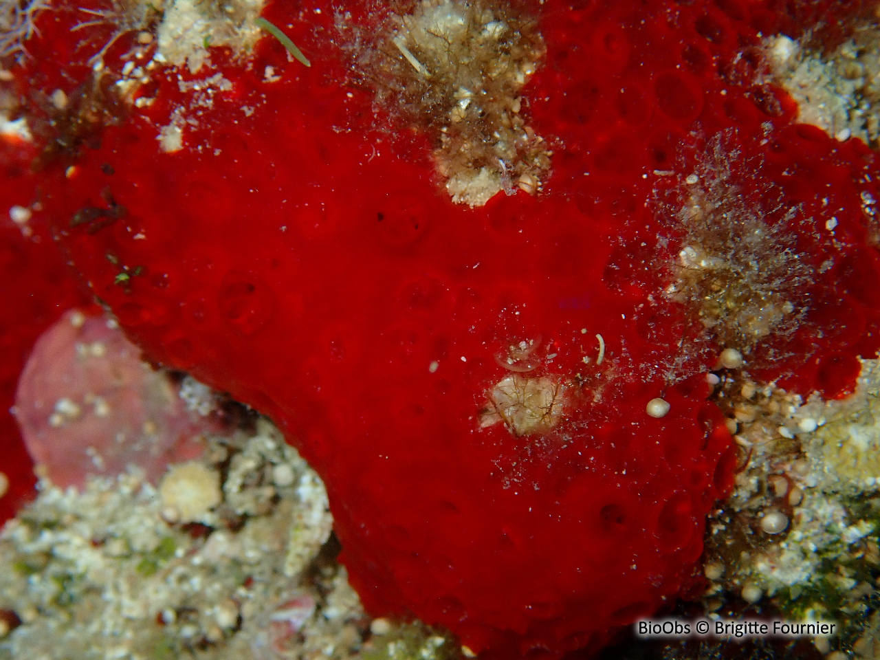Eponge catalane rouge à cratères - Hamigera hamigera - Brigitte Fournier - BioObs