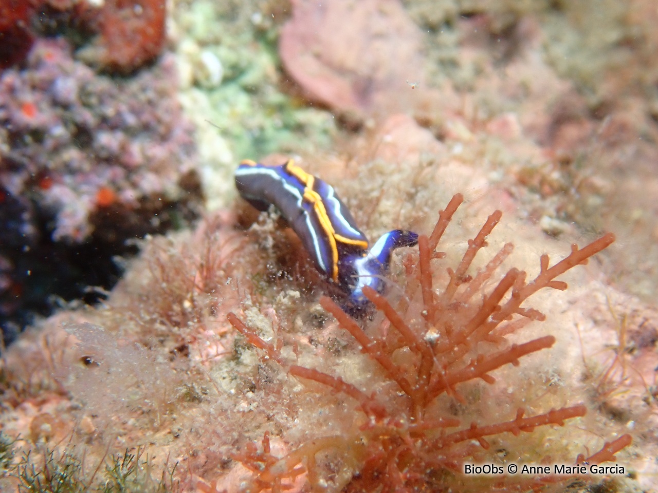 Laurencie obtuse - Laurencia obtusa - Anne Marie Garcia - BioObs