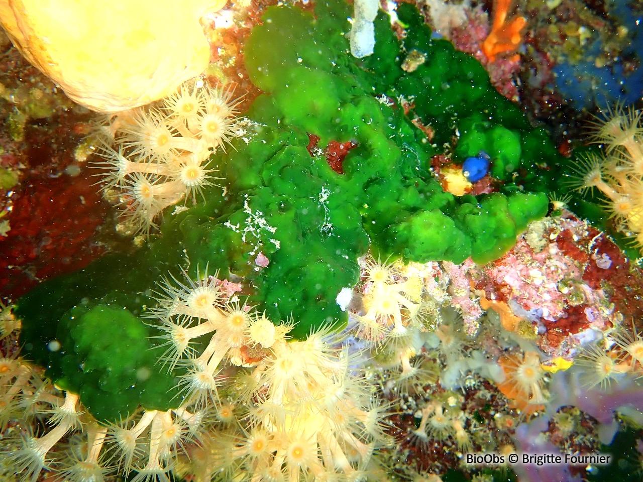 Palmophylle - Palmophyllum crassum - Brigitte Fournier - BioObs