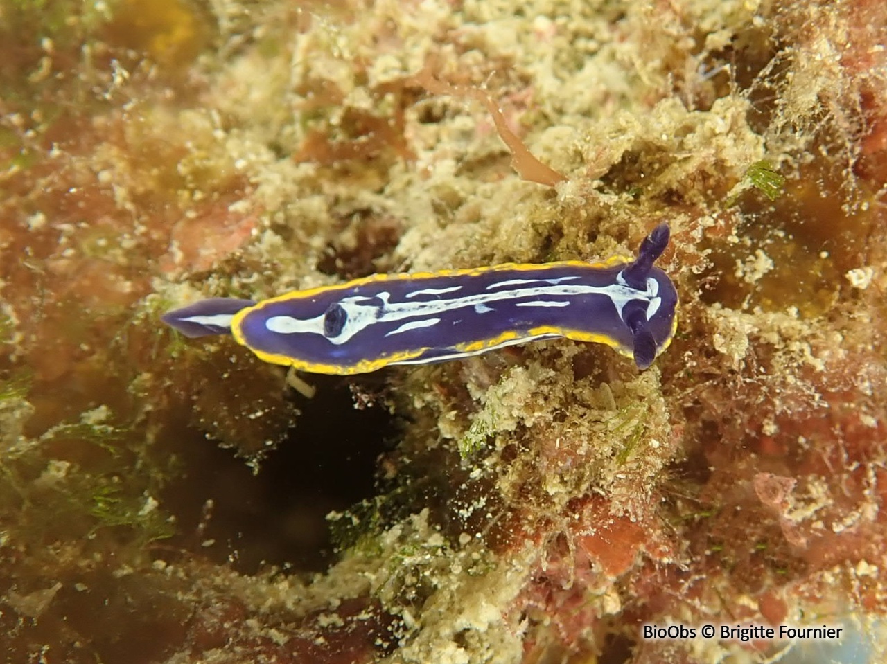 Doris de Fontandrau - Felimare fontandraui - Brigitte Fournier - BioObs