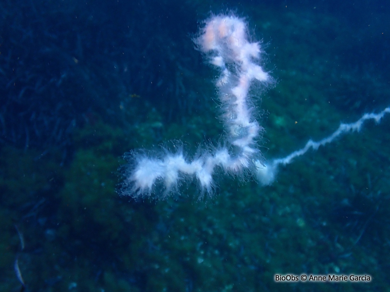 Siphonophore fil de fer - Apolemia uvaria - Anne Marie Garcia - BioObs