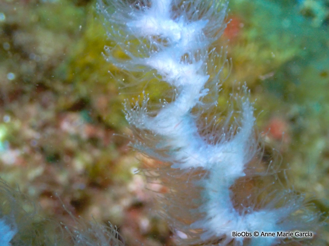 Siphonophore fil de fer - Apolemia uvaria - Anne Marie Garcia - BioObs