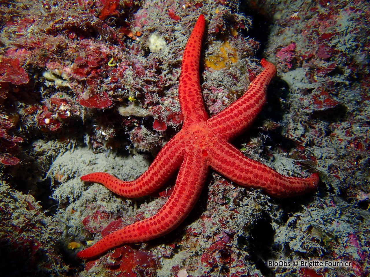 Etoile de mer lisse - Hacelia attenuata - Brigitte Fournier - BioObs