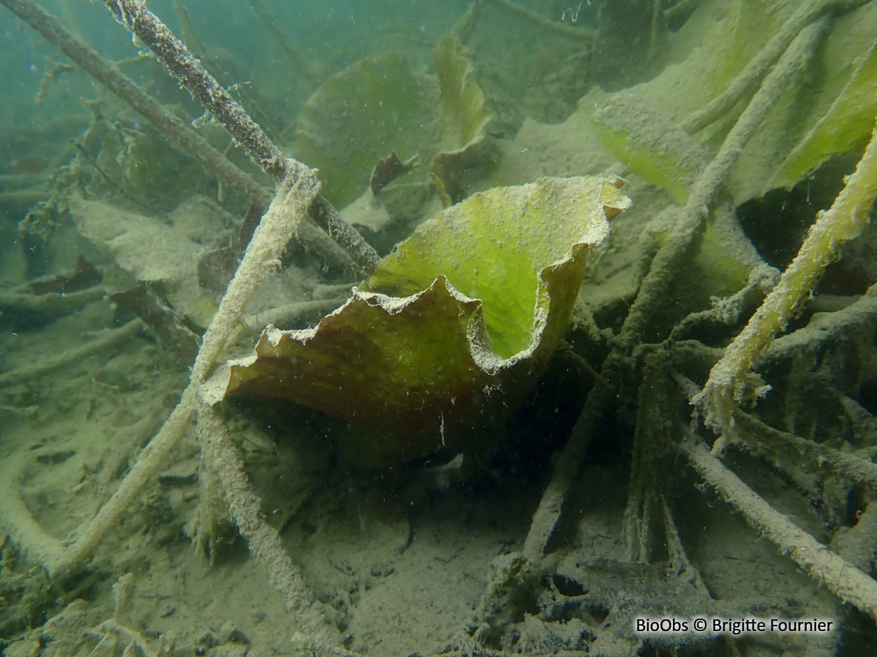 Nénuphar jaune - Nuphar lutea - Brigitte Fournier - BioObs