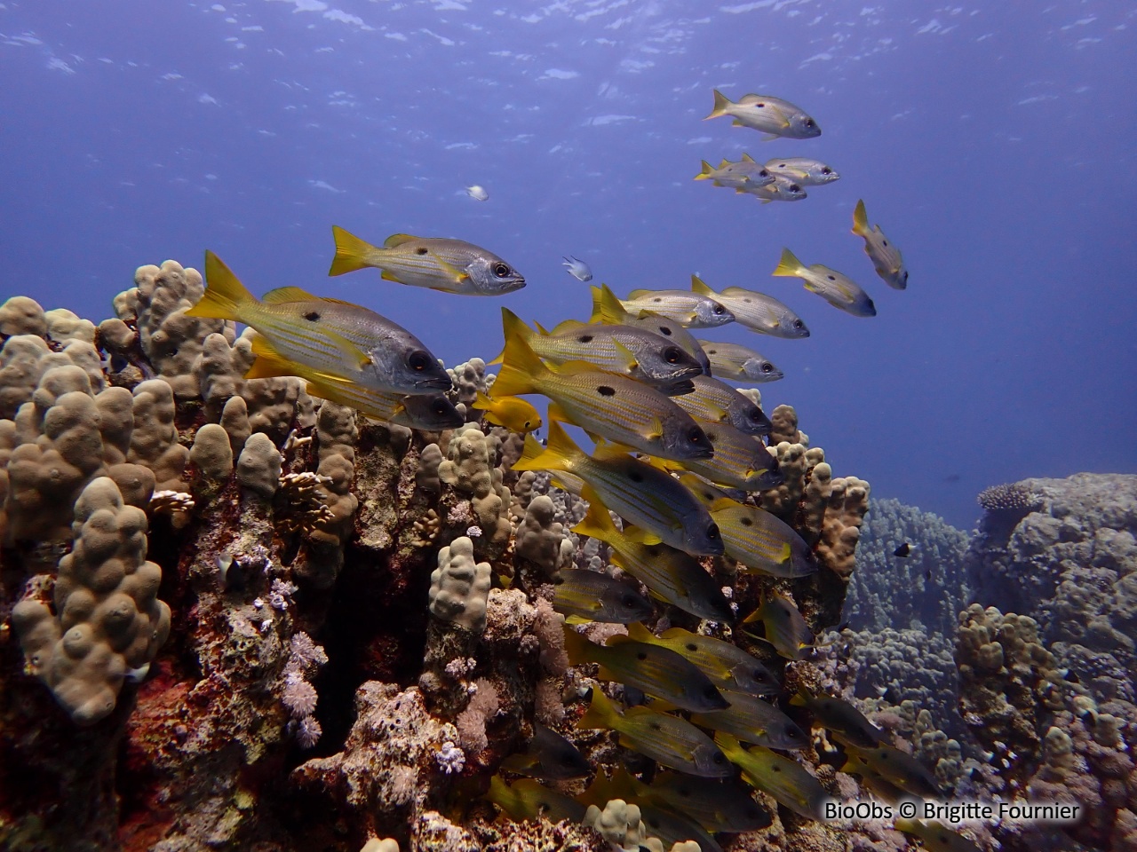 Vivaneau-gibelot - Lutjanus fulviflamma - Brigitte Fournier - BioObs