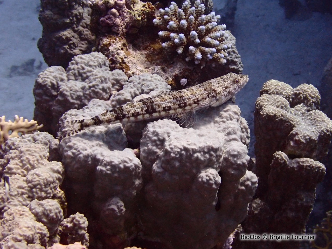 Poisson-lézard tacheté - Synodus variegatus - Brigitte Fournier - BioObs