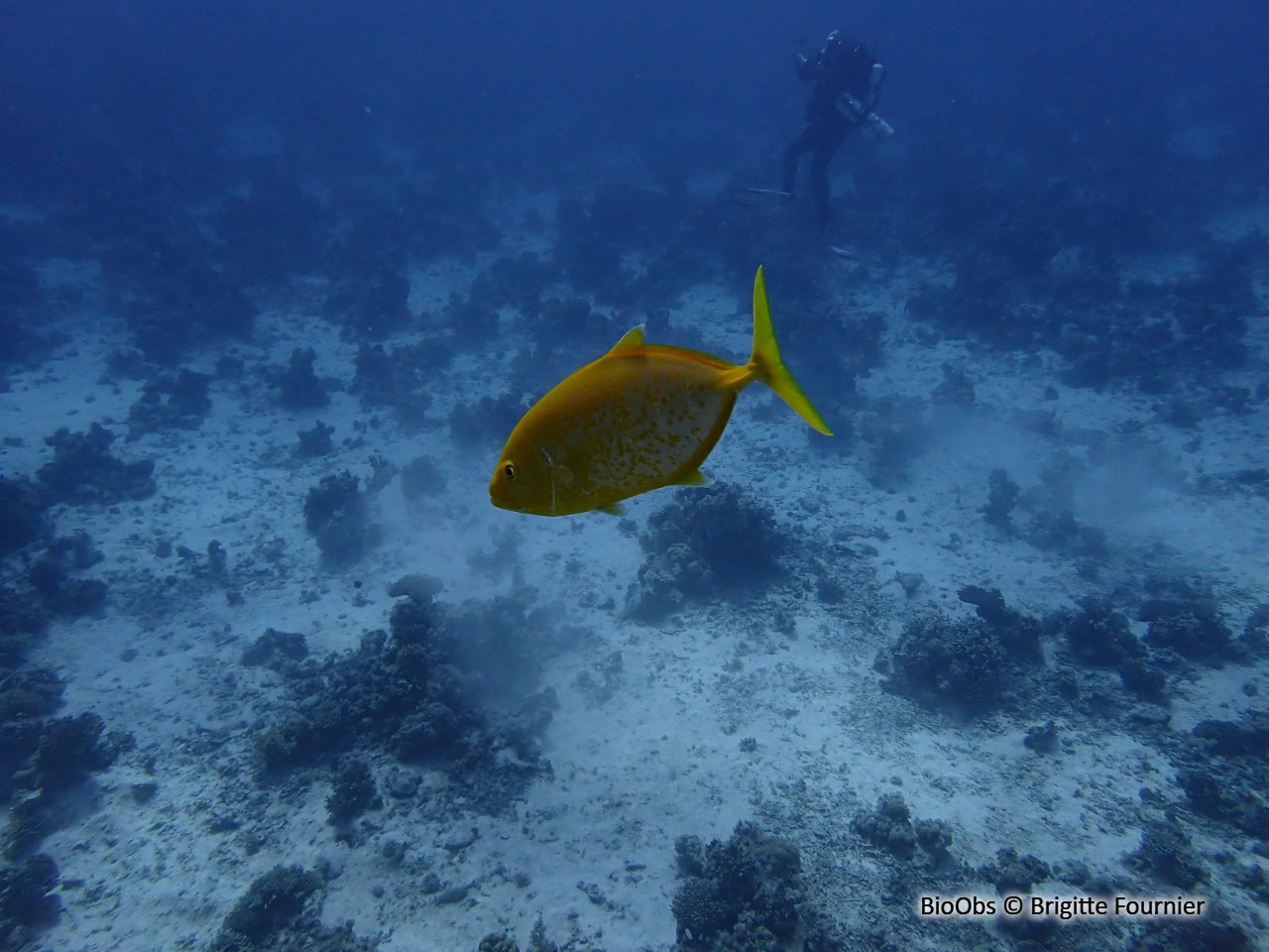Carangue bajad - Carangoides bajad - Brigitte Fournier - BioObs
