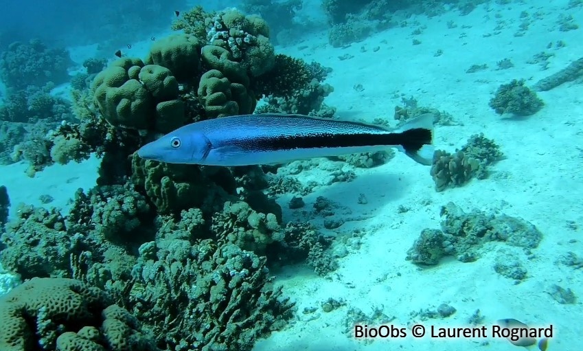 Malacanthe bleu - Malacanthus latovittatus - Laurent Rognard - BioObs
