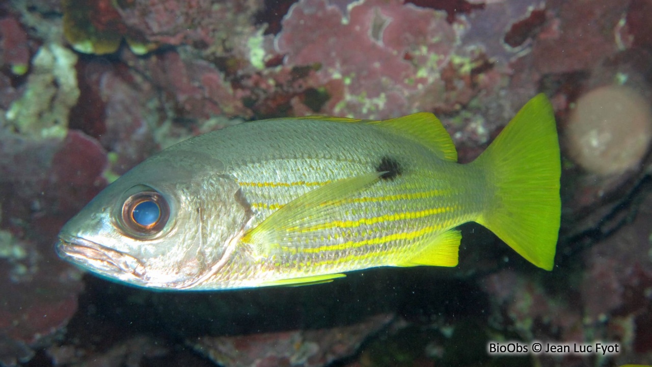 Vivaneau-gibelot - Lutjanus fulviflamma - Jean Luc Fyot - BioObs