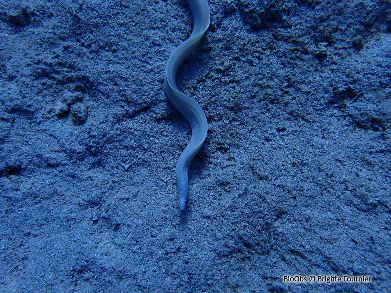Murène tatouée - Gymnothorax griseus - Brigitte Fournier - BioObs