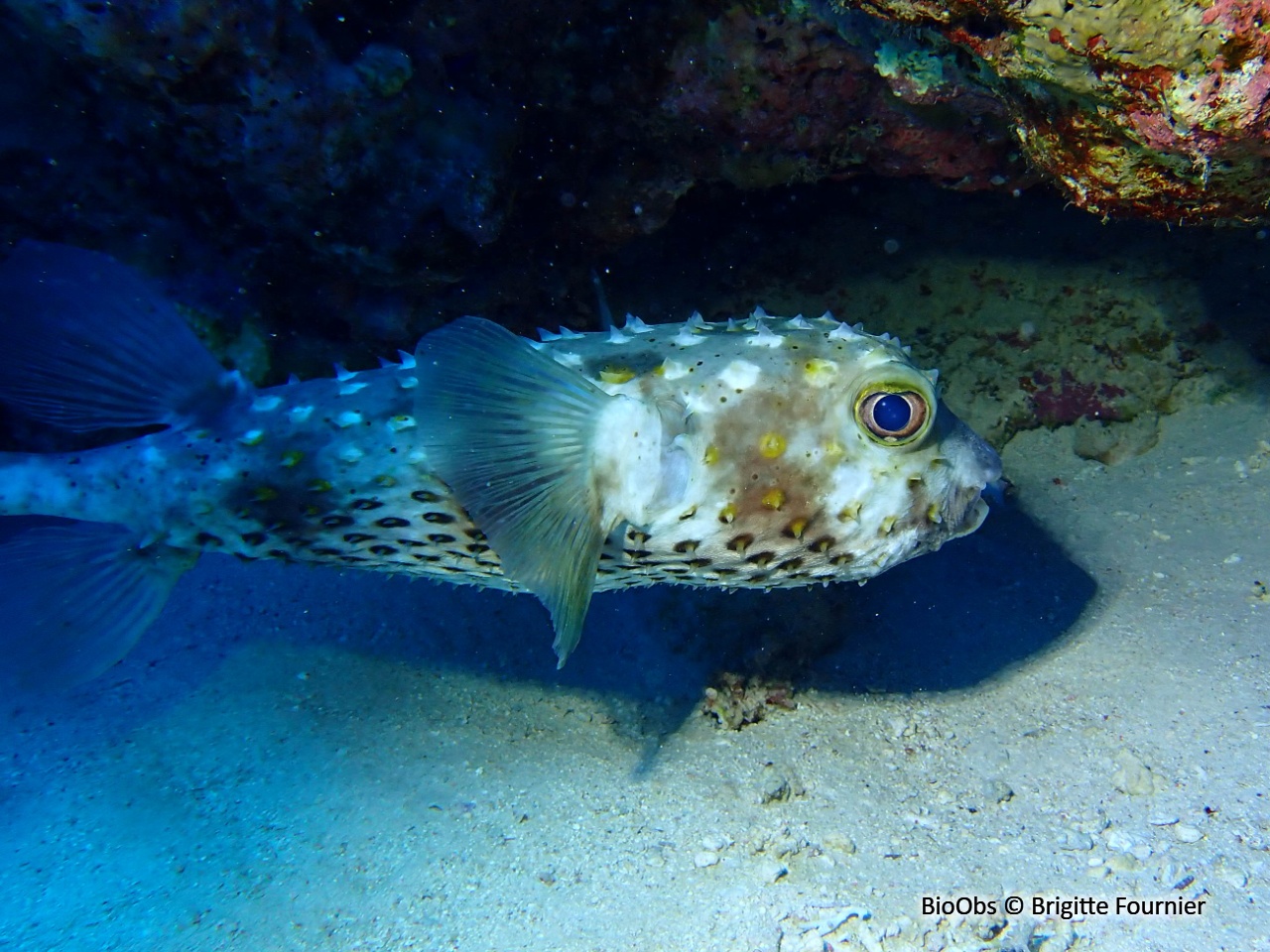 Poisson-hérisson à points jaunes - Cyclichthys spilostylus - Brigitte Fournier - BioObs