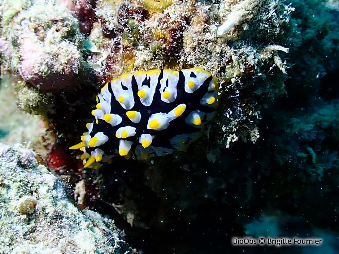 Phyllidie de Ruppell - Phyllidia rueppelii - Brigitte Fournier - BioObs