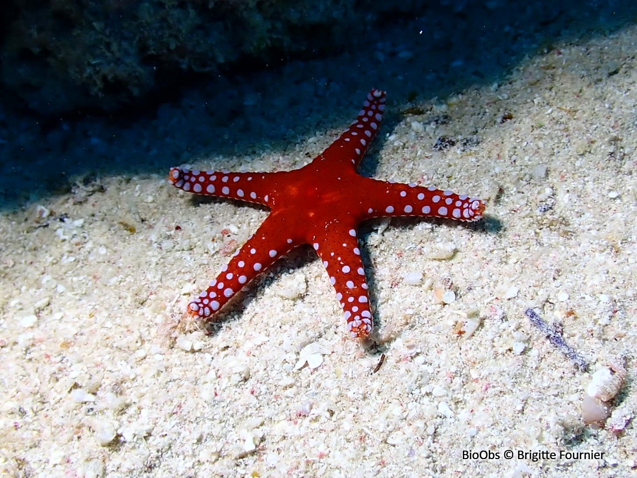 Etoile rouge d'Hurgada - Fromia ghardaqana - Brigitte Fournier - BioObs