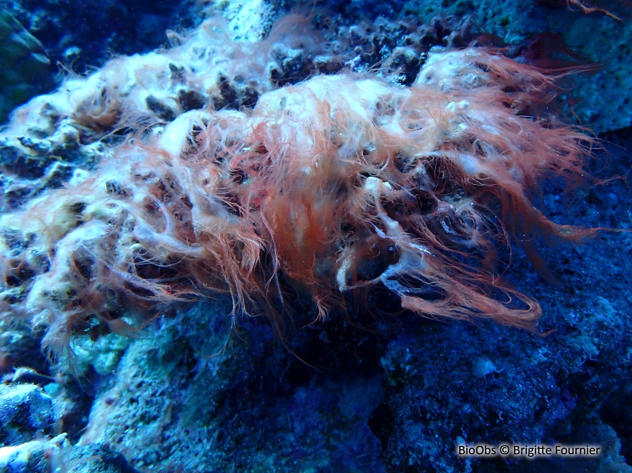 Polysiphonia - Womersleyella setacea - Brigitte Fournier - BioObs