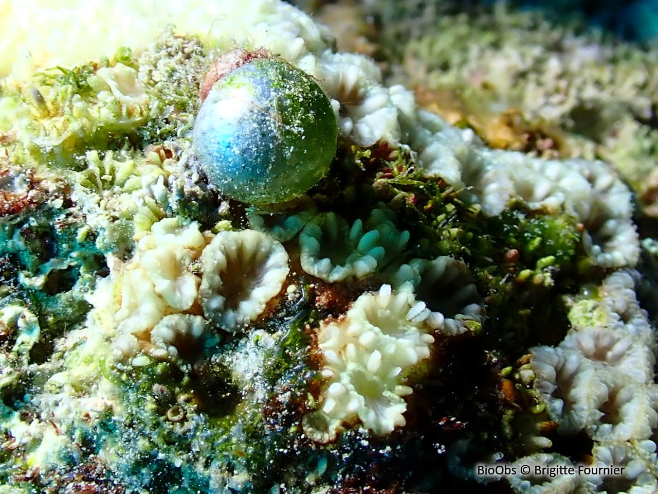 Valonie perle - Valonia ventricosa - Brigitte Fournier - BioObs