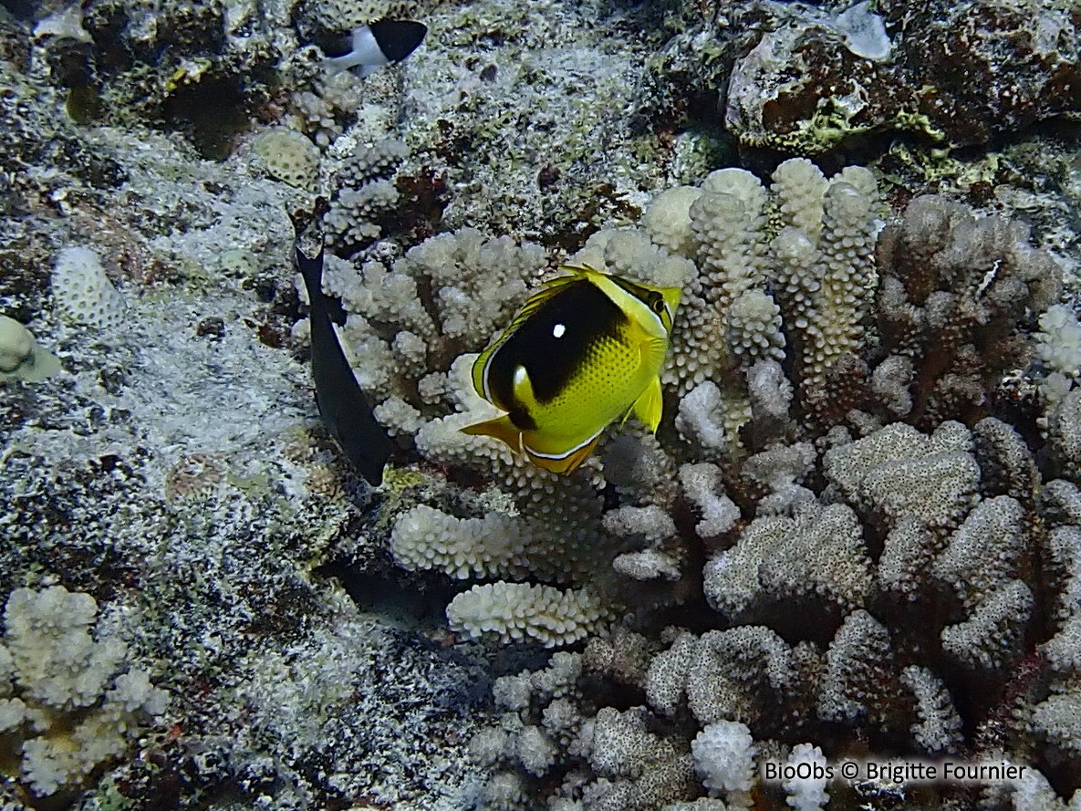 Poisson-papillon à 4 taches - Chaetodon quadrimaculatus - Brigitte Fournier - BioObs